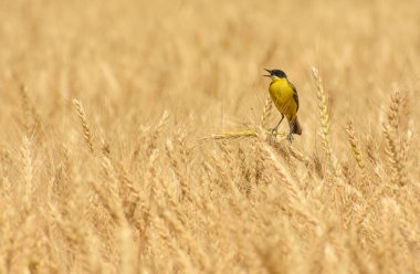 Motacilla tanecikleri buğday tarlasında
