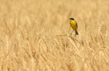 Buğday içinde öten kuş (Motacilla flava)
