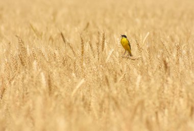 Motacilla flava in the wheat field clipart