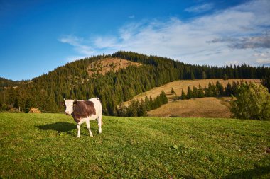 Dağdaki çayırlarda bir inek