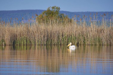 Pelecanus onocrotalus Tuna Deltasında suyun kenarında