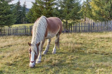 Dağ çayırlarında güzel bir at.