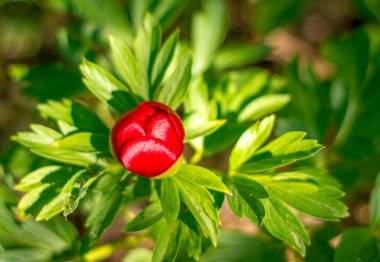 beautiful Paeonia peregrina in the forest, Romania clipart