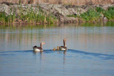 Anser anser with chicks on the lake in the Danube Delta clipart