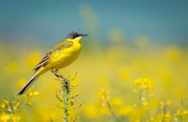 renkli kuş (Motacilla flava)