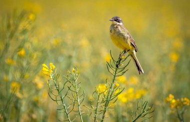 Vahşi doğada motacilla tanecikleri