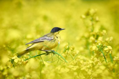 Çiçekli tecavüz tarlasında motakilla tanecikleri
