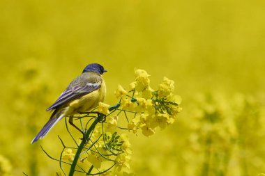 Çiçekli tecavüz tarlasında motakilla tanecikleri