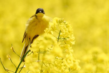 Çiçekli tecavüz tarlasında motakilla tanecikleri