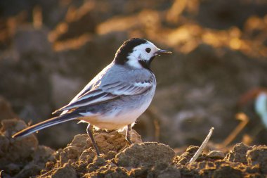 Motacilla alba sabanla yiyecek arıyor.