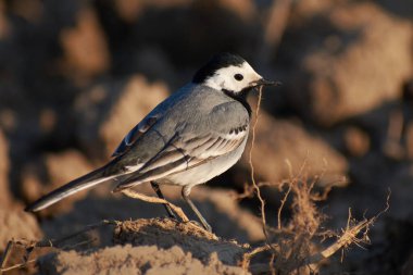 Motacilla alba sabanla yiyecek arıyor.