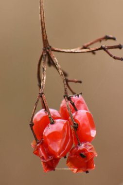 Ormanda kurutulmuş tarla meyveleri