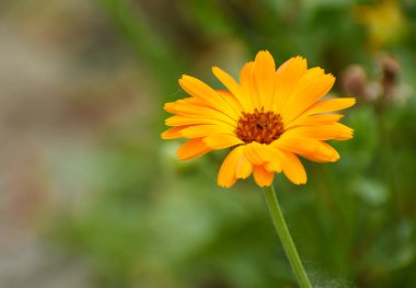Calendula 'nın güzel çiçekleri bahçede çiçek açıyor.