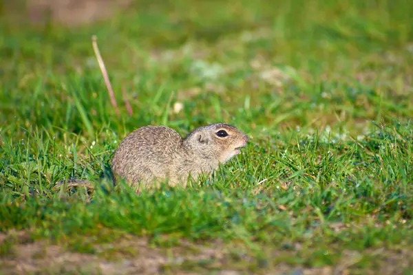 Güzel Spermophilus Citellus ilkbaharda güneşte