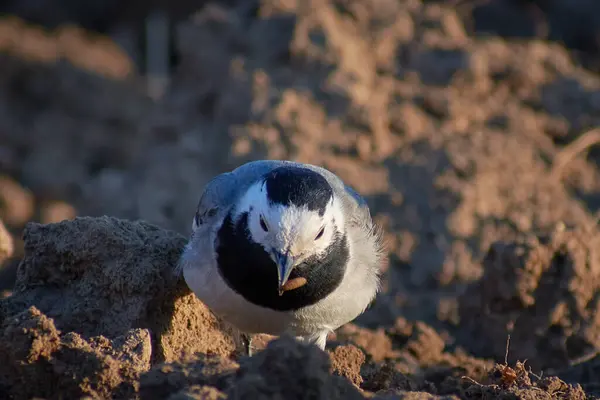 Motacilla alba sabanla yiyecek arıyor.