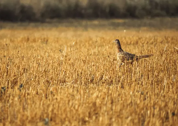 Phasianus colchicus yazın sakalda koşar.