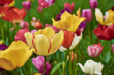 Bahar parkında güzel laleler