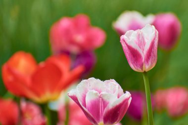 Bahar parkındaki güzel laleler.