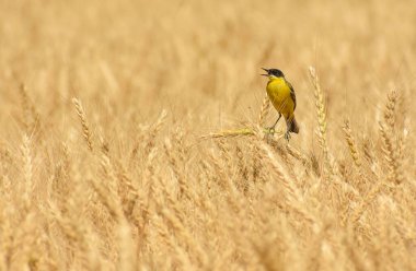 Buğday içinde öten kuş (Motacilla flava)