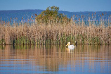 Pelecanus onocrotalus Tuna Deltasında suyun kenarında