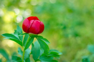 Romanya 'nın ormanlık kesiminde güzel bir peeonia peregrina