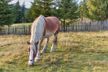 Dağ çayırlarında güzel bir at.