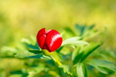Romanya 'nın ormanlık kesiminde güzel bir peeonia peregrina