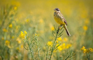 Vahşi doğada motacilla tanecikleri