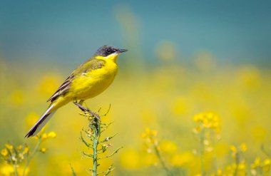 renkli kuş (Motacilla flava)
