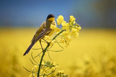 Çiçekli tecavüz tarlasında motakilla tanecikleri