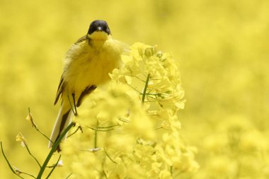 Çiçekli tecavüz tarlasında motakilla tanecikleri