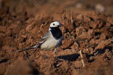 Motacilla alba sabanla yiyecek arıyor.