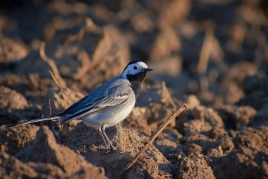 Motacilla alba sabanla yiyecek arıyor.