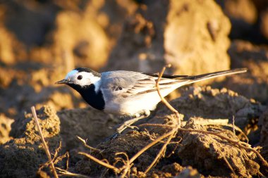 Motacilla alba sabanla yiyecek arıyor.