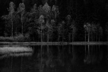 Sonbahar gölünde ormanlı yansımalar, Sf Ana Gölü