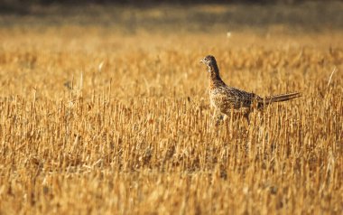 Phasianus colchicus running on stubble in summer clipart