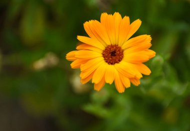 Calendula 'nın güzel çiçekleri bahçede çiçek açıyor.