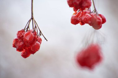 Ormanda kurutulmuş tarla meyveleri