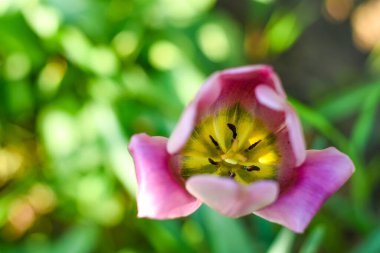 Baharda bahçede güzel mor lale