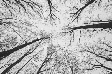 Yapraksız ağaçların olduğu ormanda kış atmosferi