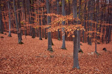 Ormanda renkli yapraklarla dolu sonbahar atmosferi