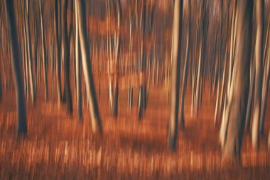 Ormanda renkli yapraklarla dolu sonbahar atmosferi