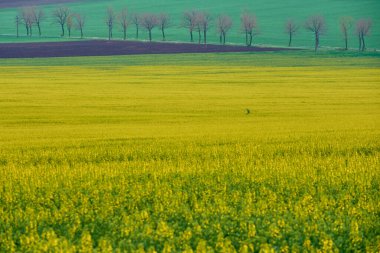 Sarı tecavüz tarlası İlkbaharda çiçek açar