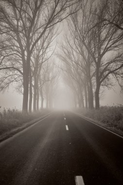 Yolun kenarındaki sisin içindeki ağaçlar.