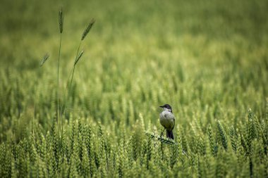Motacilla tanecikleri buğday tarlasında