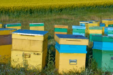 Arı kovanları polen topluyor