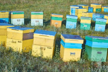 Arı kovanları polen topluyor