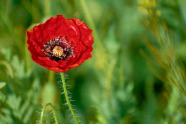 Yeşil buğday tarlasında güzel gelincik
