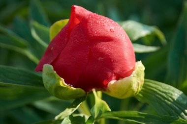 beautiful Paeonia peregrina in the forest, Romania clipart