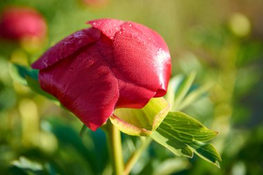 beautiful Paeonia peregrina in the forest, Romania clipart